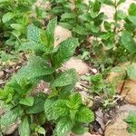 Mentha spicataFolha