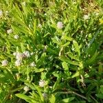 Gomphrena vermicularis Blatt