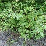 Rubus fraxinifolius Hábito