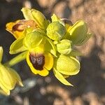 Ophrys lutea 花