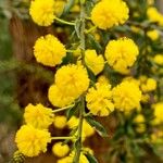 Acacia paradoxa Květ