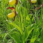 Cypripedium calceolus List