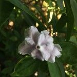 Brunfelsia uniflora പുഷ്പം