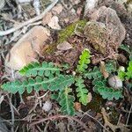 Asplenium ceterach Φύλλο