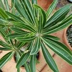 Pachypodium rosulatum পাতা