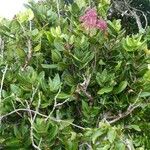 Syzygium viriosum 整株植物