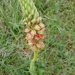 Orchis anthropophora 花