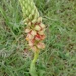 Orchis anthropophora Fiore