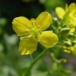 Brassica napus Λουλούδι