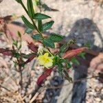 Oenothera parvifloraLeaf