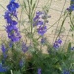 Delphinium hispanicum Flors