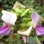 Neustanthus phaseoloides फूल