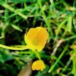 Ranunculus macrophyllus Blomma