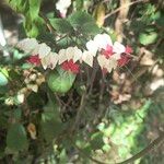 Clerodendrum thomsoniae Flower