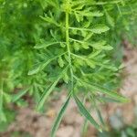 Lepidium sativum Blad