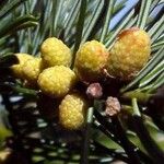 Abies alba ফুল