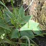 Hieracium schmidtii Leht