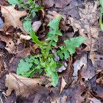 Lactuca hirsuta 叶