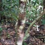 Phyllanthus mimosoides Bark