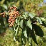 Arbutus canariensis Leaf