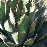 Agave shawii 整株植物