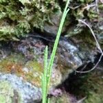 Arabis collina Fruit