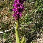 Orchis mascula عادت