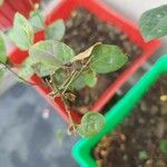 Jasminum auriculatum Leaf