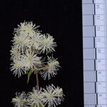 Clematis gouriana 其他