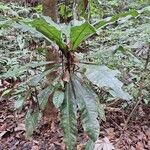 Clavija costaricana Leaf