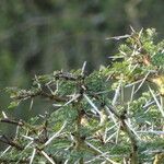 Acacia xanthophloea Corteccia