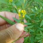 Heimia salicifolia Flor