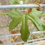 Diplocyclos palmatus Leaf