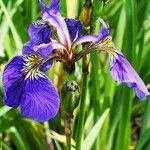 Iris setosa Kvet