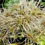 Clematis virginiana Fruto