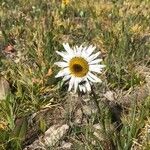 Tripleurospermum subpolare Flor
