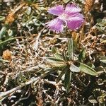 Dianthus hyssopifolius Цвят