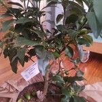 Citrus japonica List