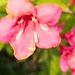 Weigela hortensis Flower