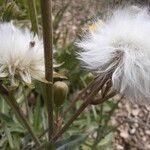 Sonchus maritimus 果實