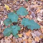 Polymnia canadensis Leaf