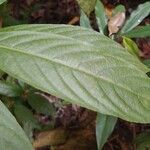 Justicia aurea Leaf