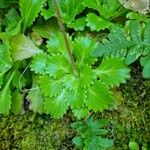 Saxifraga spathularis Blatt