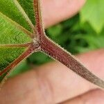 Vitis riparia x Vitis rupestris Bark