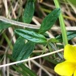 Helianthemum oelandicum Blad