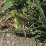 Sisymbrium orientale Folha