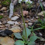 Micranthes virginiensis Hábitos