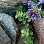 Veronica nummularia 葉