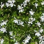 Lobelia angulata Kwiat