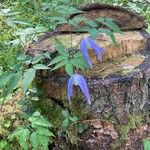 Clematis alpina Flower